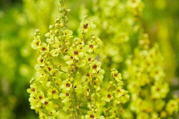 Wild forest flower yellow in spring. Plants in the wild.