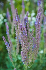 Medicinal plant Sage. Treatment with natural remedies.