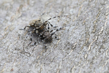 Longhorn beetle, paif of Aegomorphus clavipes on wood in the process of copulation, macro photo.
