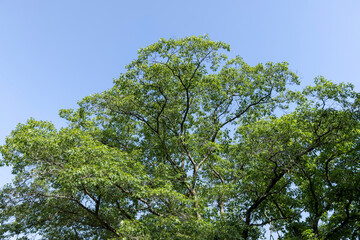 A variety of trees growing in the park