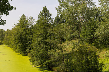 Swampy terrain with plants in summer