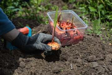 the hand plants bulbs of flowers in the soil. Hand holding a gladiolus bulb before planting in the ground
