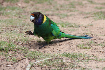 wild australian ringneck in australia