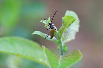 Male of Red-brown Longhorn Beetle (Stictoleptura rubra) on a leaf. 