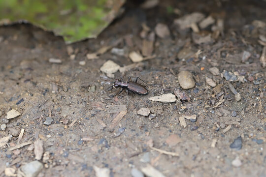 German tiger beetle, Cliff tiger beetle (Cylindera germanica) on a ground in Bieszczady Mountains.