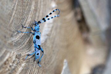Rosalia Longicorn (Rosalia alpina). A female laying eggs on the trunk of a beech tree in the Nature National Park, Poland, Bieszczady Mountains.
