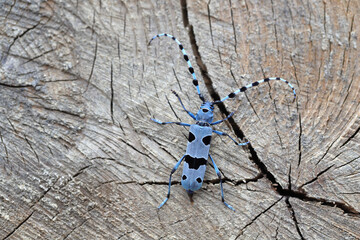 Rosalia Longicorn (Rosalia alpina). A female laying eggs on the trunk of a beech tree in the Nature...