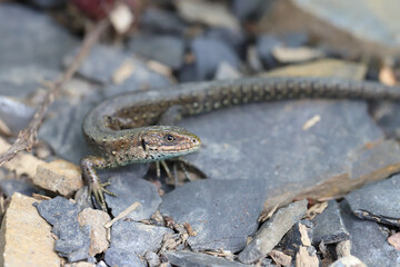 Common lizard (Zootoca vivipara) basking in the sun at Bieszczady mountains.