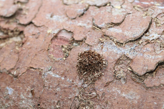 Sawdust sprinkled by a larva feeding on spruce wood. Longhorn Beetle (Monochamus sartor).