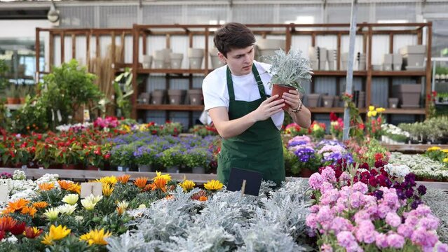 Positive interested young guy, professional florist, working in flower department of hypermarket, checking bush of silver ragwort with unique metal-gray colored leaves in pot. High quality 4k footage