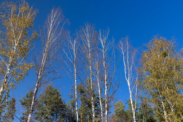 sunny autumn weather in a birch forest with a blue sky