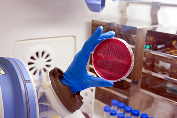 petri dish in lab