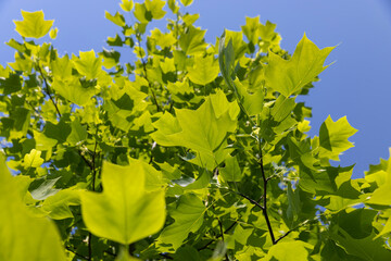tulip tree with green foliage in windy weather