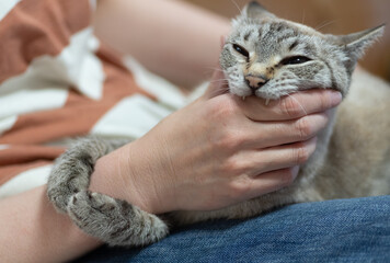 手を噛む猫　シャムトラ
