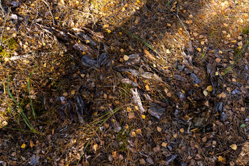 Autumn nature with trees during the fall of colorful foliage