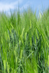 agricultural field with green cereals in summer