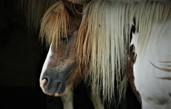 Portrait of brown horse with long hair on the farm in countryside