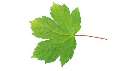 Green maple leaf | Sycamore maple (Acer pseudoplatanus)