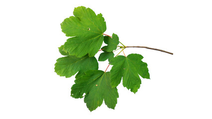 Green leaves of maple branch | Sycamore maple (Acer pseudoplatanus) | isolated foreground, transparent png