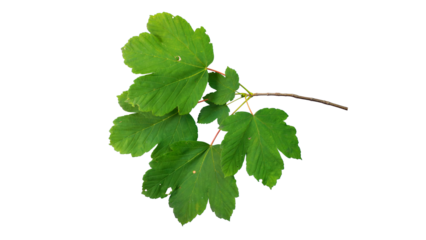 Green leaves of maple branch | Sycamore maple (Acer pseudoplatanus) | isolated foreground, transparent png