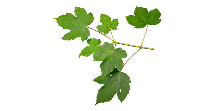 Fresh Sycamore Maple Branch (Acer pseudoplatanus) with Green Leaves Top Down Isolated Foreground | Tree Branch Transparent PNG Cutout for Botanical Design & Overlays
