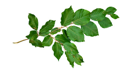 Beech branch with green leaves top down isolated foreground | Tree branch transparent png