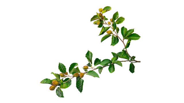 Vibrant Green Beech Branch with Beechnuts (Fagus sylvatica) Top Down Isolated Foreground | Fresh Tree Branch Transparent PNG Cutout for Nature Design & Botanical Overlays