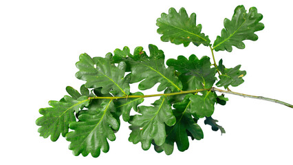 Branch of oak tree with fresh green leaves top view | isolated foreground | transparent png 