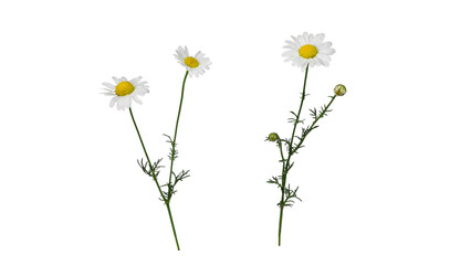 Wild chamomile blooming in forest (Matricaria) | wild flower | transparent png 