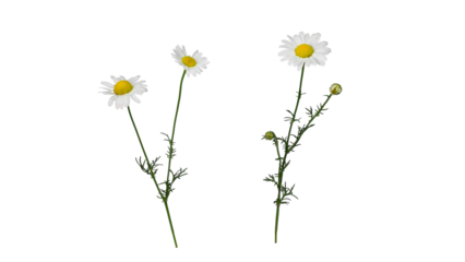 Fresh Chamomile Flowers Isolated on White, Natural Herbal Remedy Plant for Health and Wellness Concepts | Wild chamomile blooming in forest (Matricaria) | wild flower | transparent png 