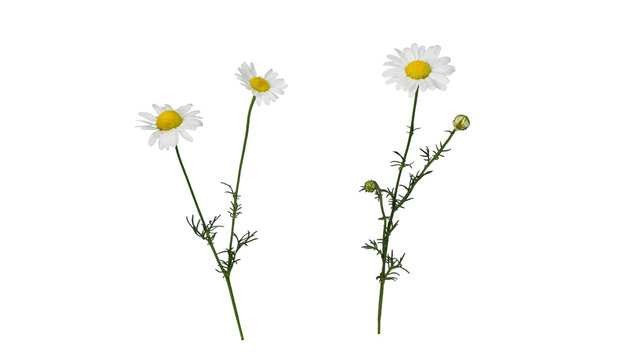 Fresh Chamomile Flowers Isolated on White, Natural Herbal Remedy Plant for Health and Wellness Concepts | Wild chamomile blooming in forest (Matricaria) | wild flower | transparent png 
