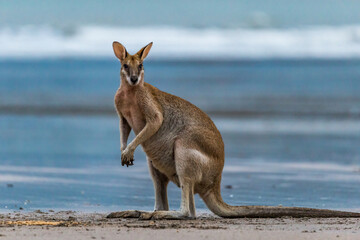 Kangaroo Looking at Camera on the Beach at Cape Hillsborough, Queensland, Australia.