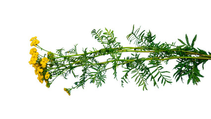 Blooming Common Tansy or golden buttons (Tanacetum vulgare), Germany | isolated, transparent png