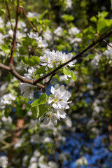green foliage on a pear tree in spring bloom