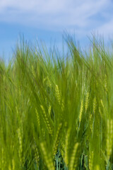 agricultural field with green cereals in summer