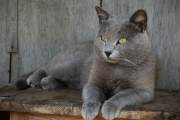 Beautiful gray cat. Portrait of a cat. British shorthair cat.