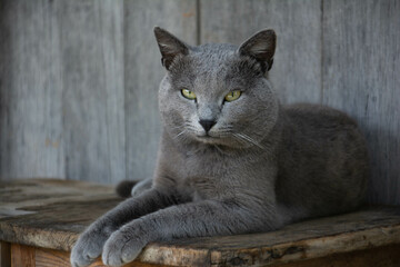 Beautiful gray cat. Portrait of a cat. British shorthair cat.