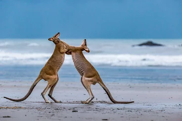 Selbstklebende Fototapeten Two Kangaroos Fighting on the Beach at Cape Hillsborough, Queensland, Australia. © wagner_md