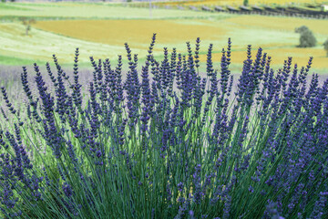 lavender cultivation, large farmland and the future of lavender