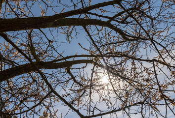 blooming berry cherry in the spring season