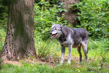 A Mackenzie Valley wolf, Canis lupus occidentalis, in a forest clearing. This is a subspecies of the Grey Wolf and the largest wolf species in the world.