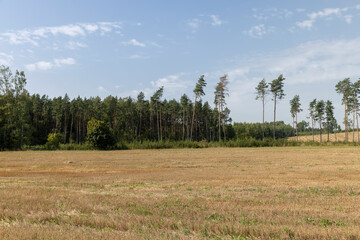 Deforestation for timber harvesting , forest