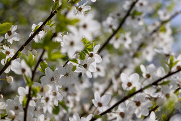 white cherry blossoms in the spring season, beautiful cherry