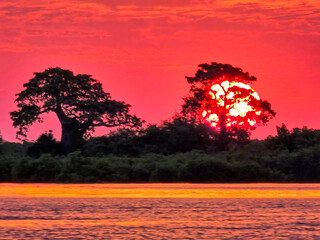 Sun behind a baobab tree in Africa 