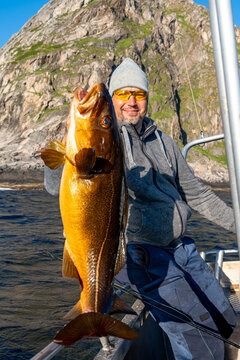 Fisherman with big cod fish. A Norwegian fisherman has caught a large Cod fish in Norwegian Fjord islands