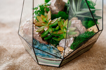 Various Succulents in the Faceted Aquarium. Florarium Decoration