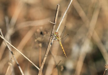 Yellow dragonfly on a blade of grass on a blurry background