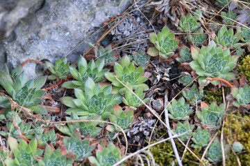 Green sprouts of Sempervivum in the form of roses on stones
