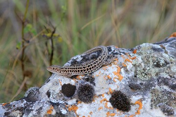 Brown lizard Podarcis on a rock
