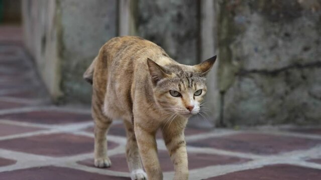 Slow motion tracking shot of a stray brown cat walking around the streets of Bangkok